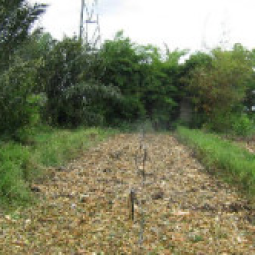 โครงการศูนย์สาธิตพืชไร่และพืชสวนอันเนื่องมาจากพระราชดำริ ต.ท่าแร้ง อ.บ้านแหลม จ.เพชรบุรี (7  สิงหาคม  2552)
